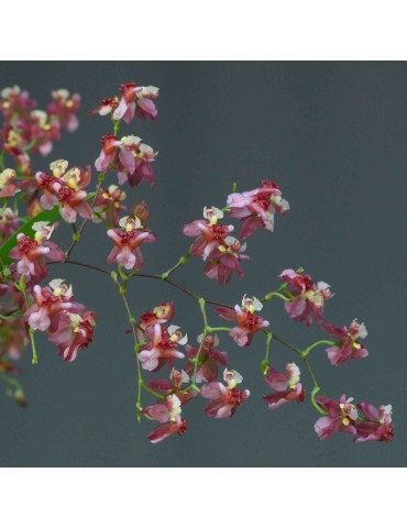 Oncidium Twinkle 'Red Fantasy' en sphaigne