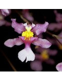 Oncidium sotoanum