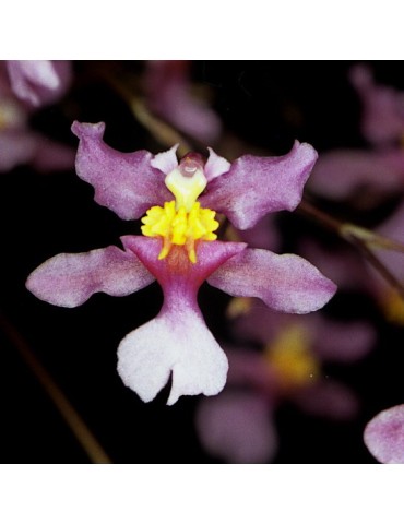 Oncidium sotoanum en sphaigne