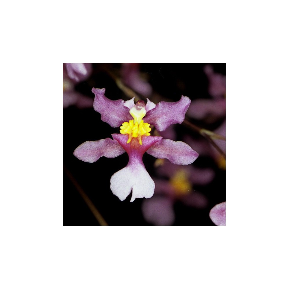 Oncidium sotoanum Oncidium sotoanum