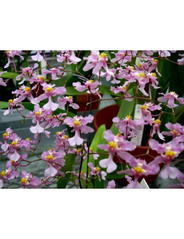 Oncidium sotoanum 2