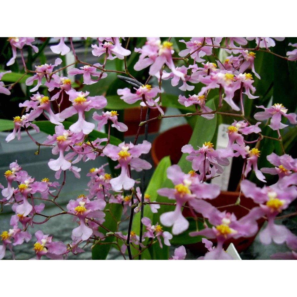 Oncidium sotoanum