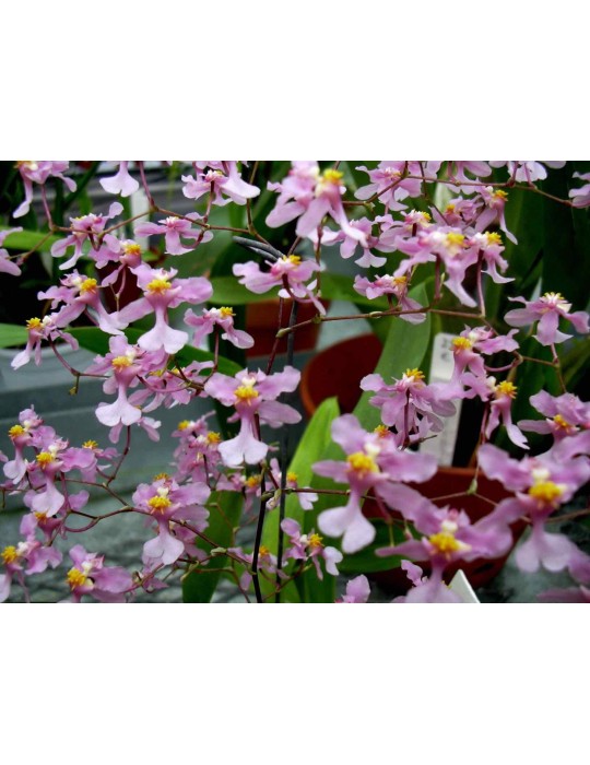 Oncidium sotoanum