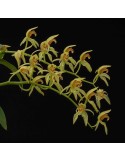 Coelogyne chloroptera