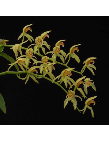 Coelogyne chloroptera