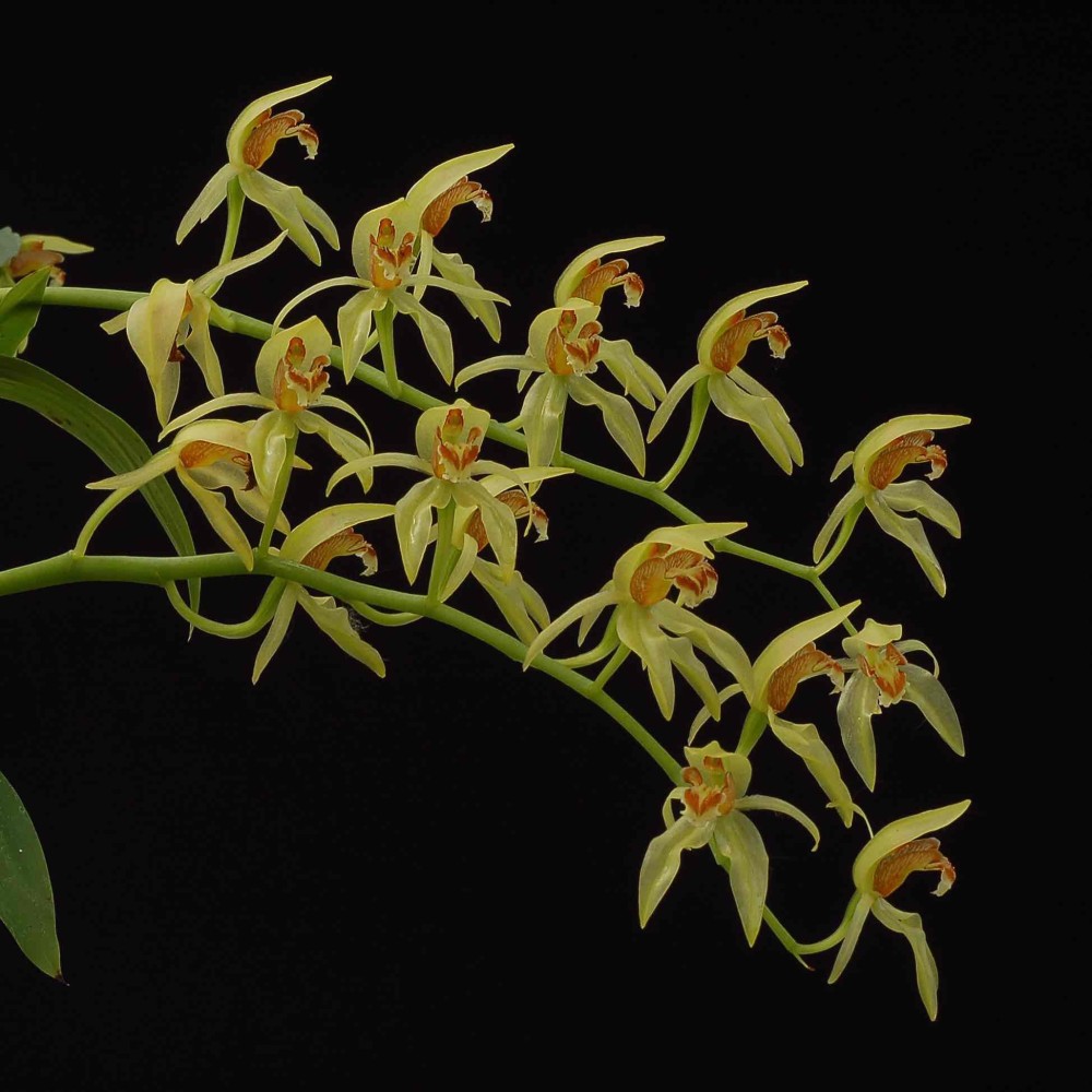 Coelogyne chloroptera