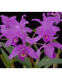 Cattleya skinneri