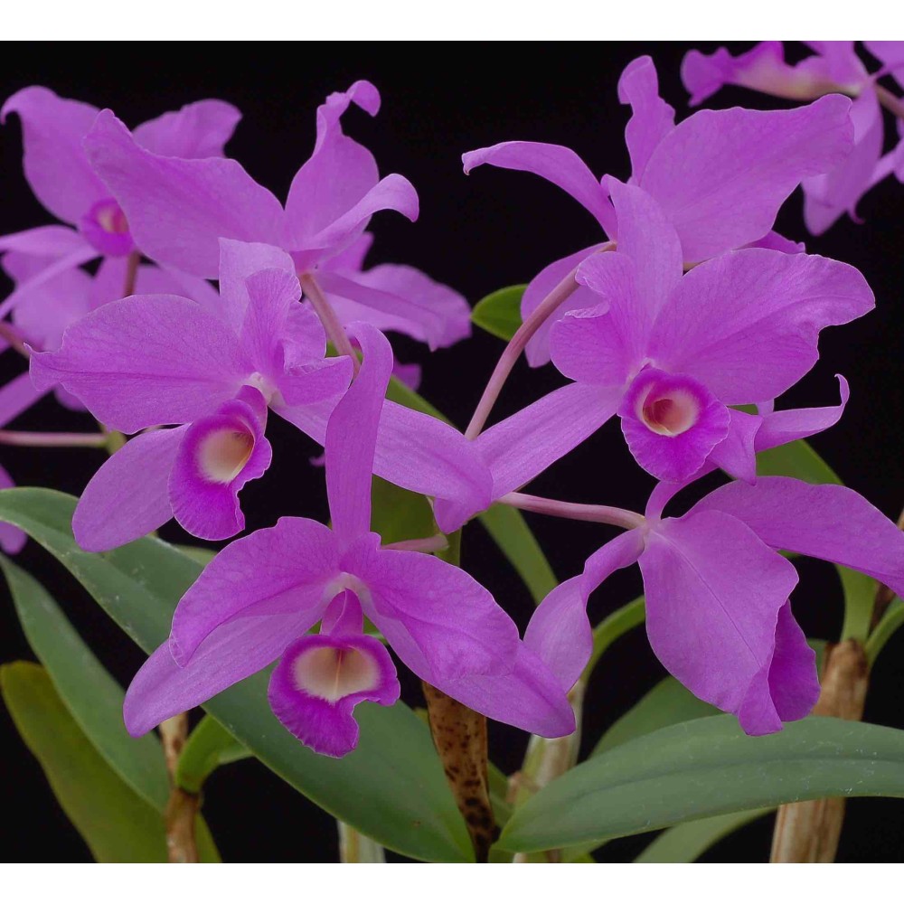 Cattleya skinneri