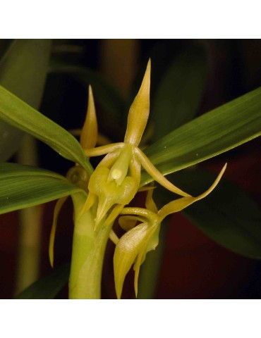 Epidendrum sp.