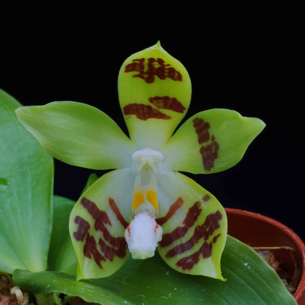 Phalaenopsis sumatrana