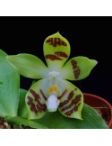 Phalaenopsis sumatrana