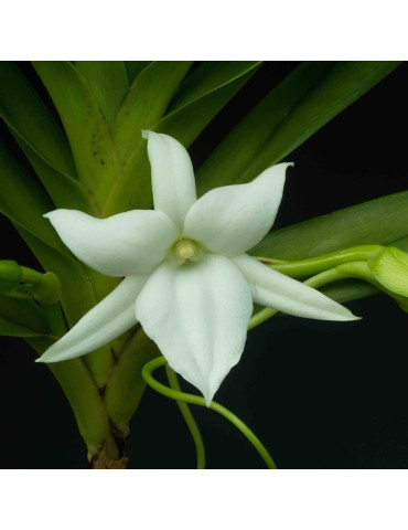 Angraecum sororium