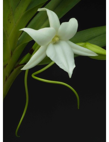 Angraecum sororium 2