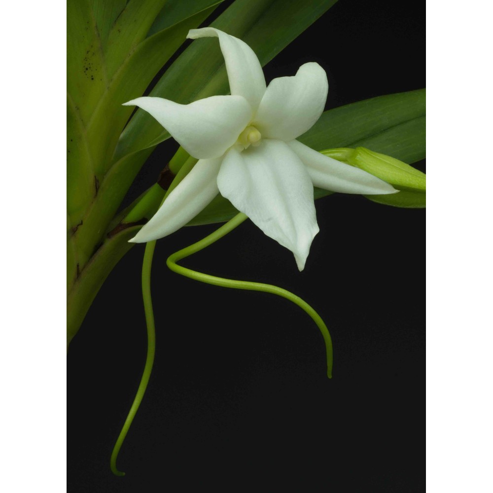 Angraecum sororium