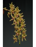 Cymbidium devonianum