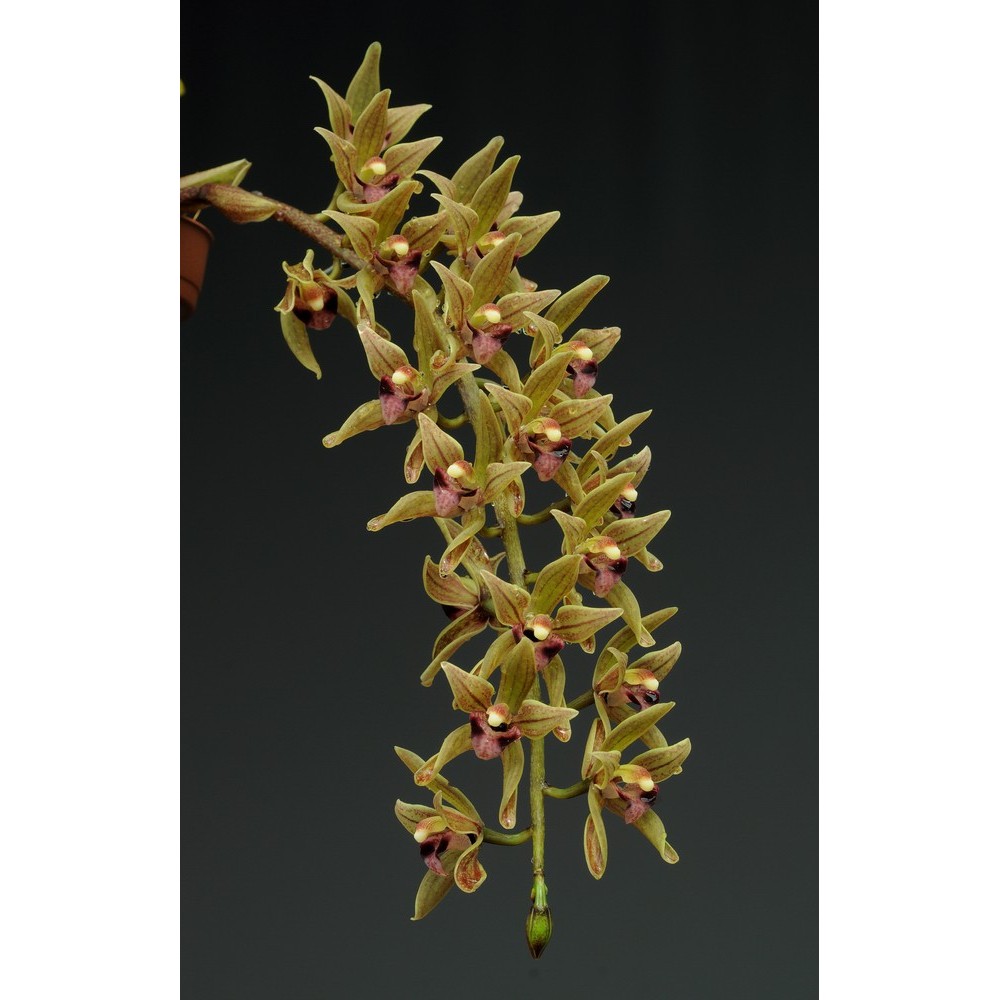 Cymbidium devonianum