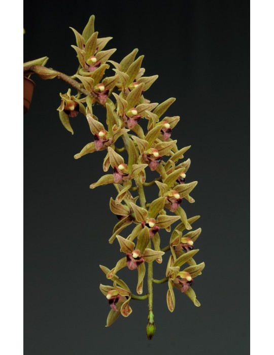 Cymbidium devonianum