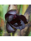 Maxillaria schunkeana