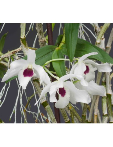 Dendrobium Cassiope