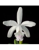 Cattleya intermedia var. alba