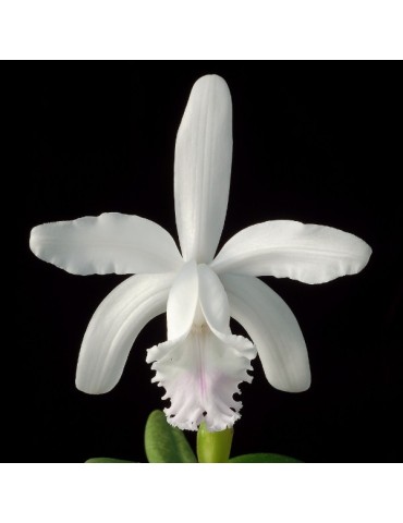 Cattleya intermedia var. alba