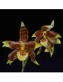 Rossioglossum Nurelias