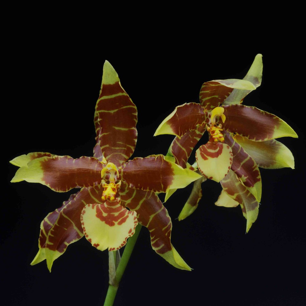 Rossioglossum Nurelias