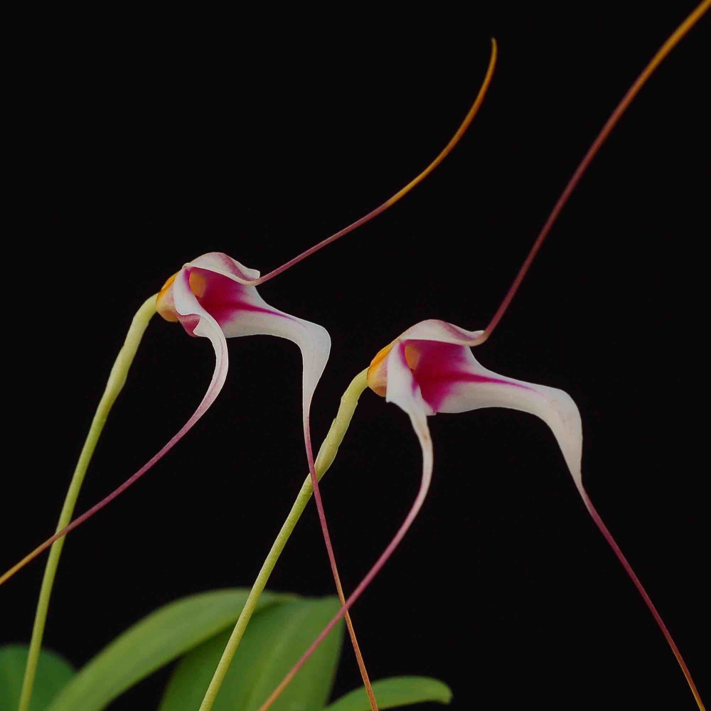 Masdevallia gilbertoi