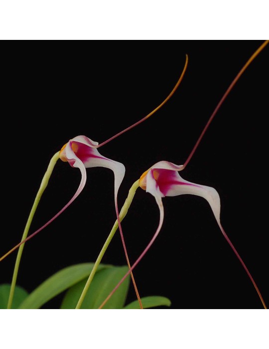 Masdevallia gilbertoi