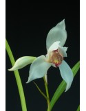 Cymbidium erythrostylum