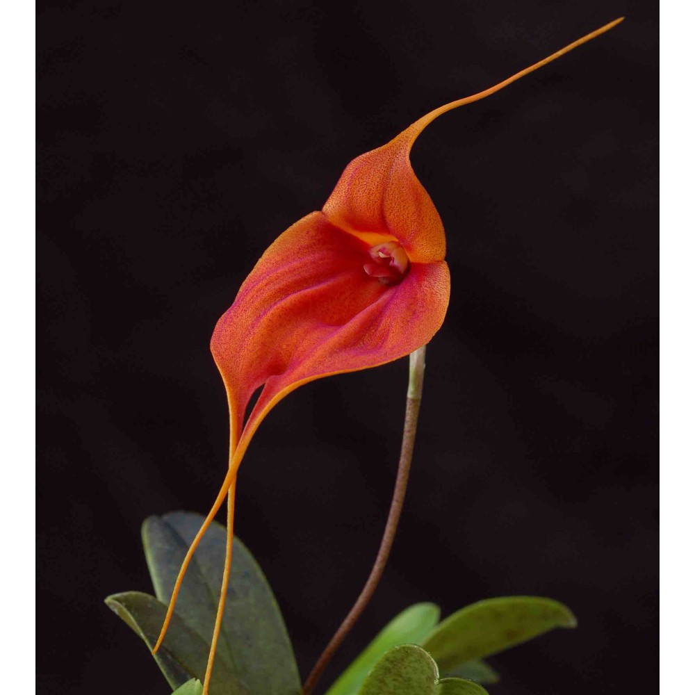 Masdevallia maduroi x veitchiana