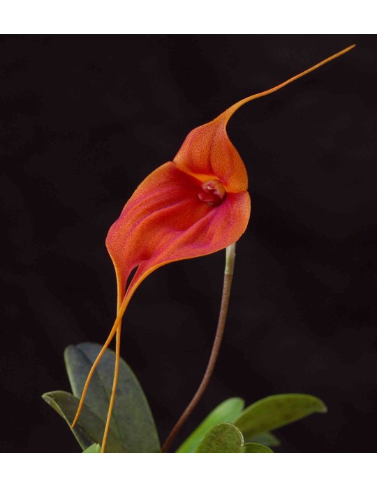 Masdevallia maduroi x veitchiana