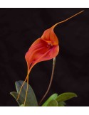 Masdevallia maduroi x veitchiana
