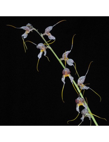 Masdevallia polysticta