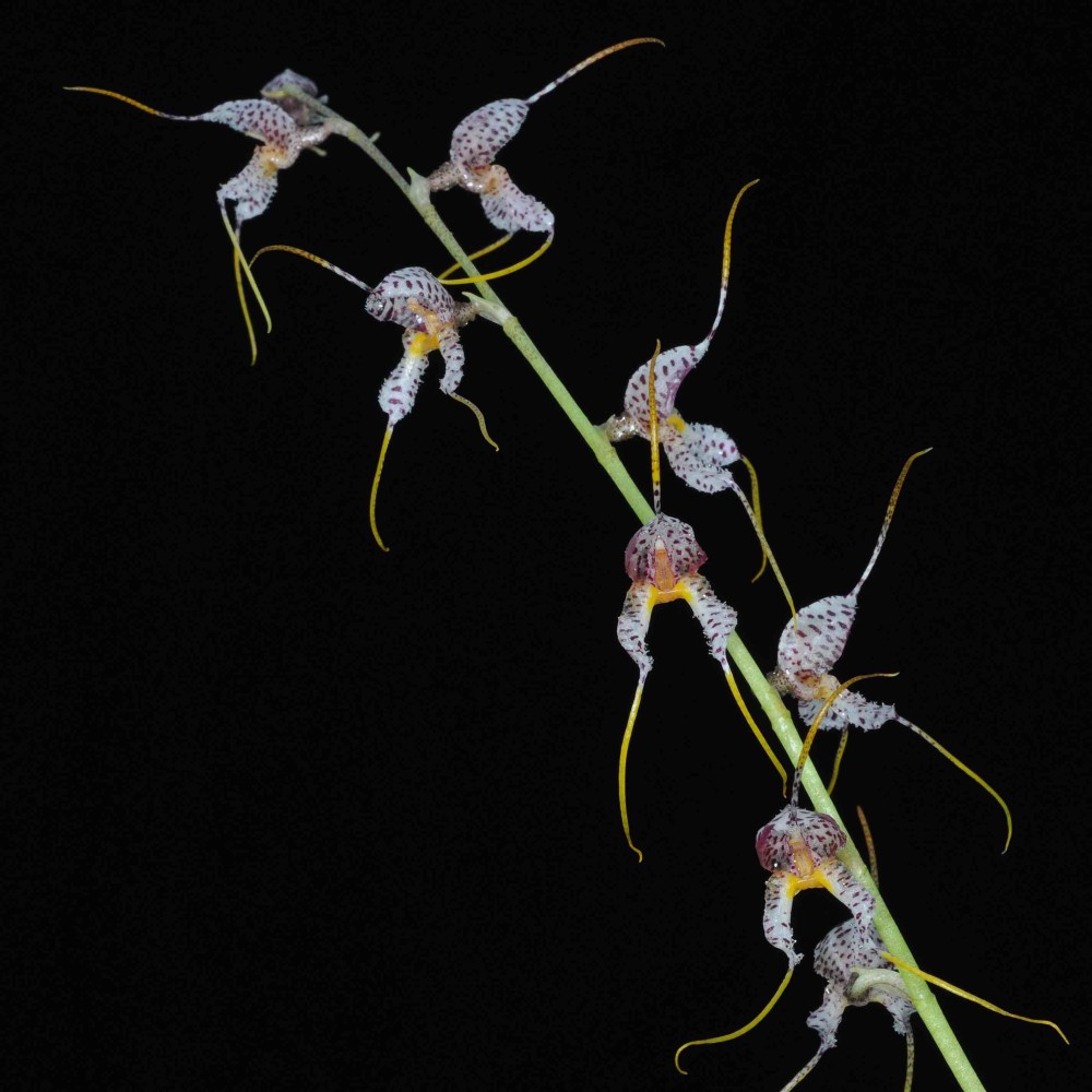 Masdevallia polysticta