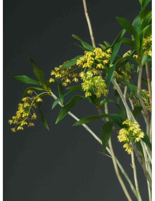 Dendrobium gracilicaule