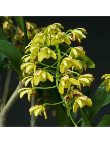 Dendrobium gracilicaule 2