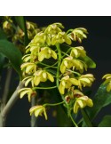 Dendrobium gracilicaule