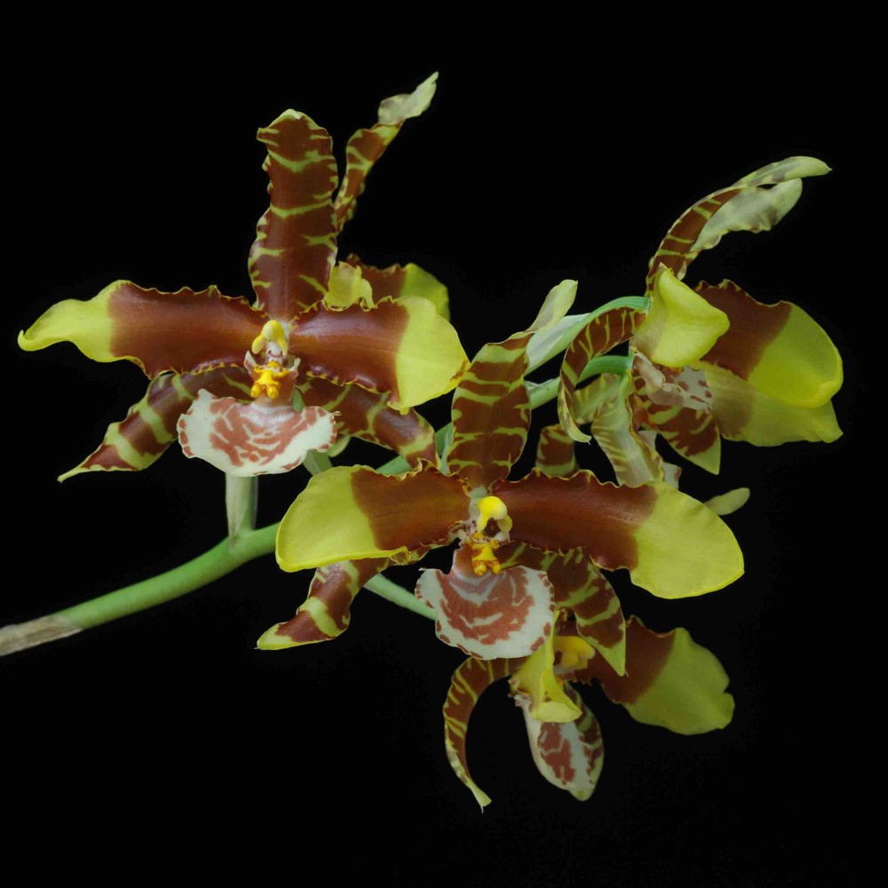 Rossioglossum Alexandra Regina