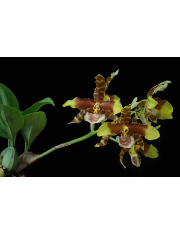 Rossioglossum Alexandra Regina 2