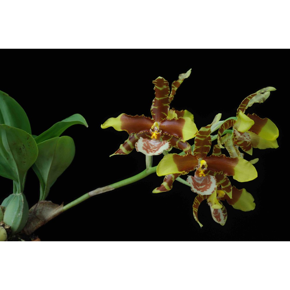 Rossioglossum Alexandra Regina