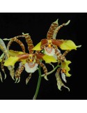 Rossioglossum grande