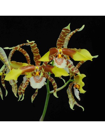 Rossioglossum grande