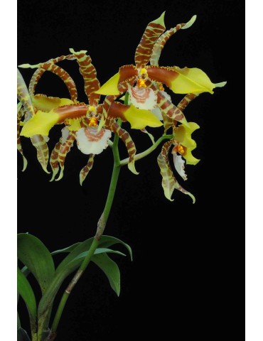 Rossioglossum grande 2