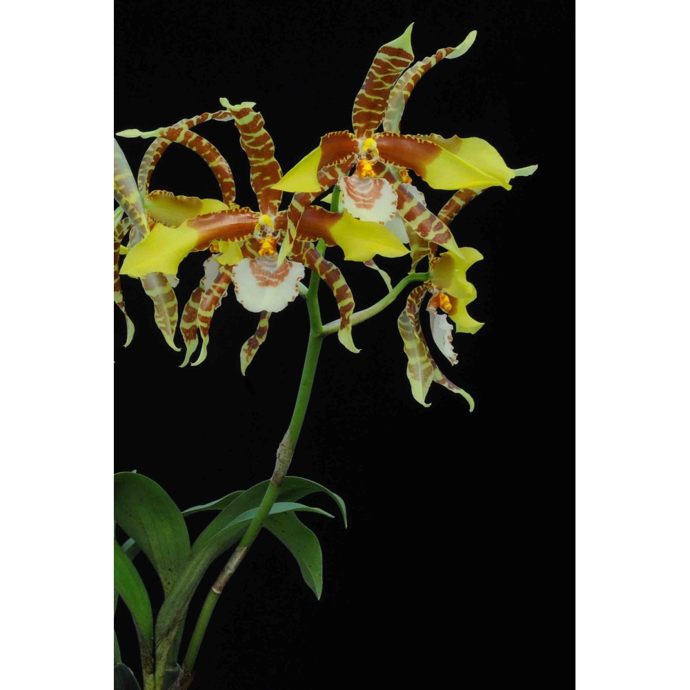 Rossioglossum grande
