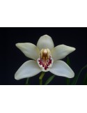 Cymbidium sanderae