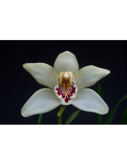 Cymbidium sanderae