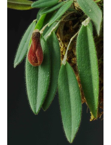 Dresslerella caesariata 2