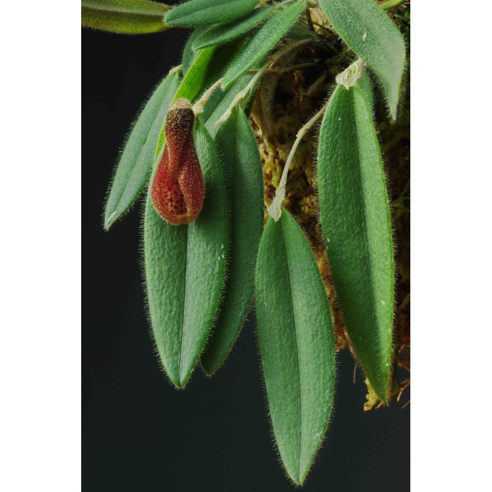 Dresslerella caesariata