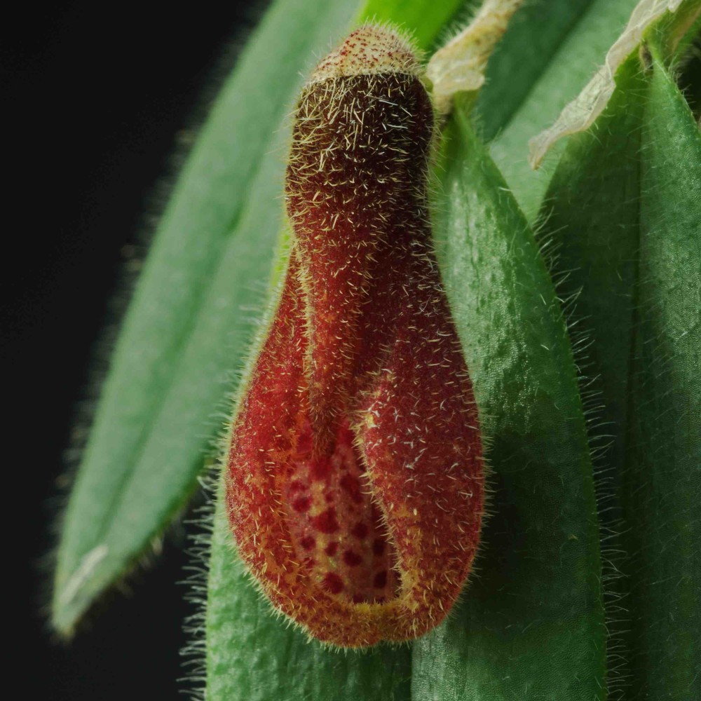 Dresslerella caesariata